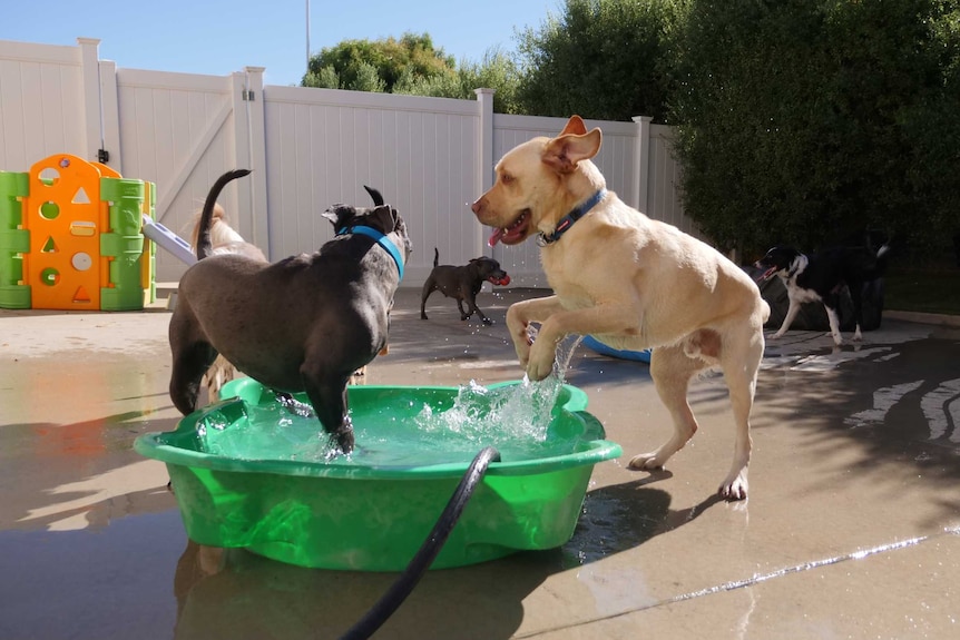 Two dogs play in a small green pool