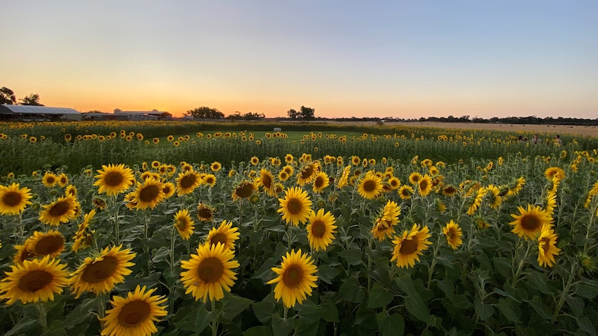 Public tickets sold out to visit the sunflower farm in WA's south-west.