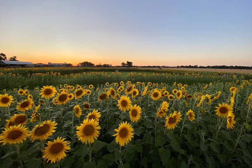 Sunflowers in a field gently lit by low sun.