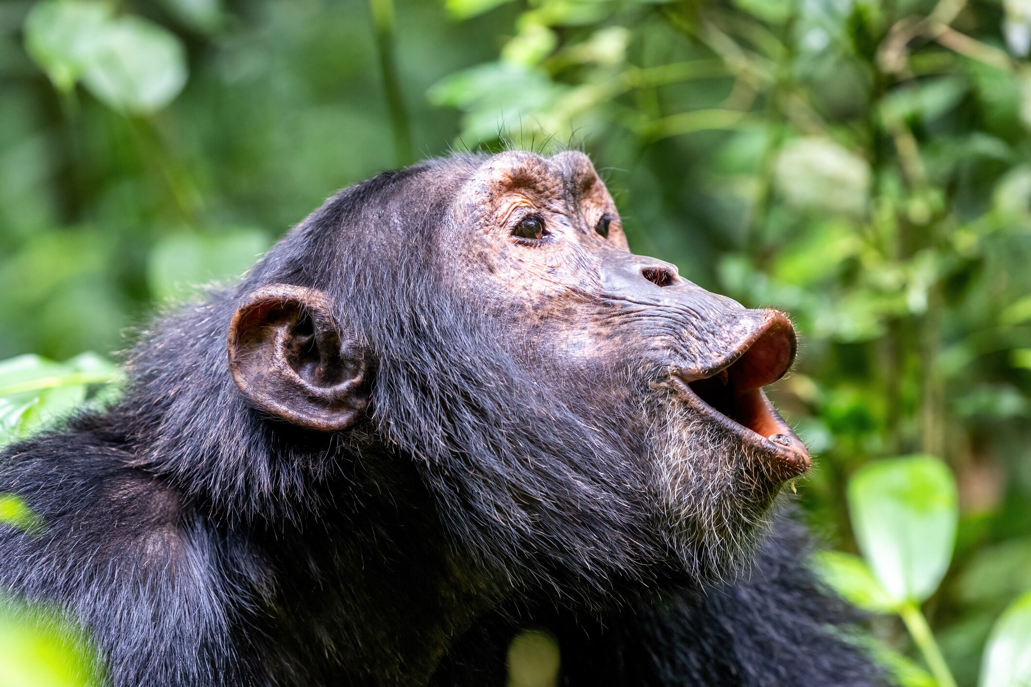 Habituating chimps to the presence of humans
