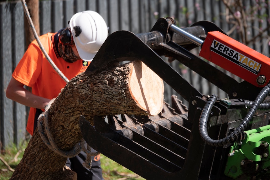 Tree loppers using heavy machinery to remove trunks from a property