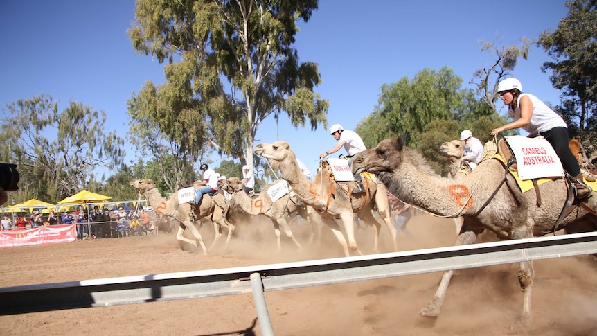 Image of a group of camels taking off from the start line