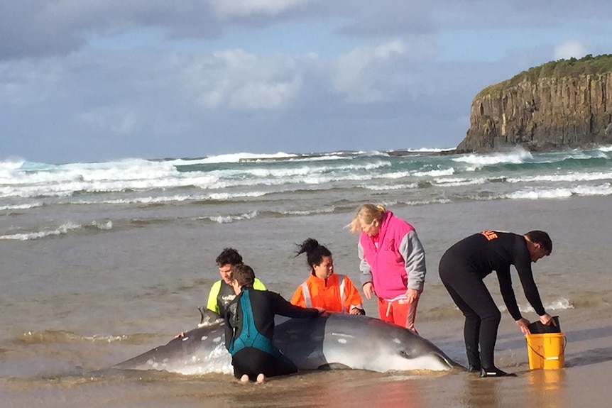 A beached whale lying in the water as rescuers work to help it