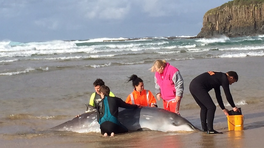 A beached whale lying in the water as rescuers work to help it