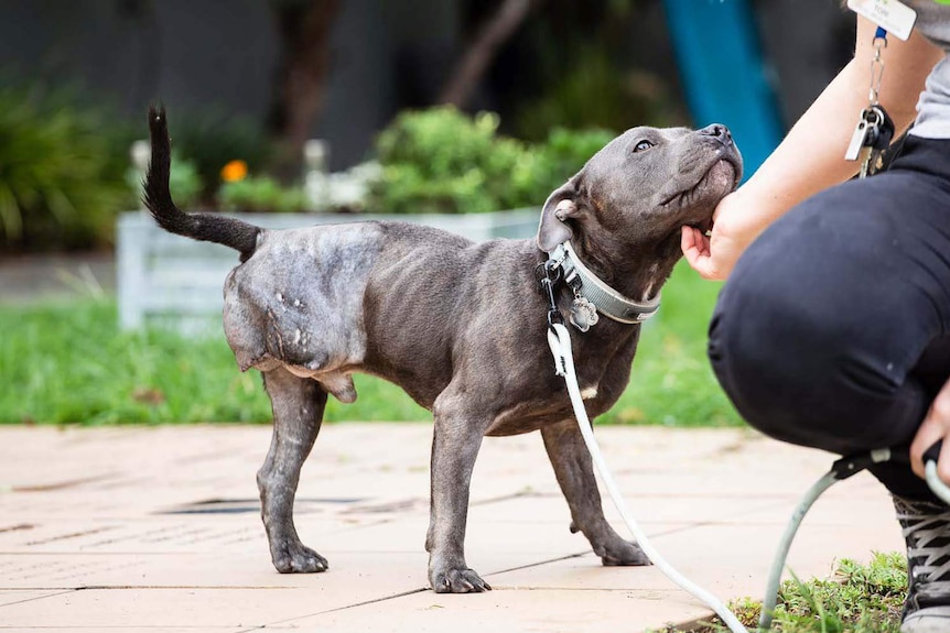 Three-legged staffy Paulie stands and enjoys a scratch under the chin with a handler.