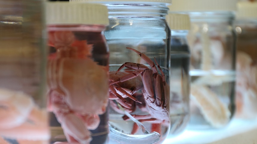 Crabs in jars