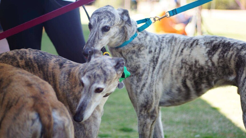 Three brindle coloured greyhounds standing in a group