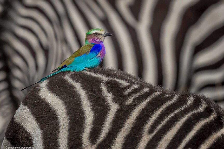Colourful bird sits on the back of a zebra