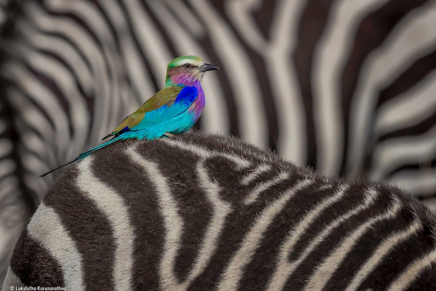 Colourful bird sits on the back of a zebra