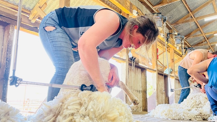 A young woman bending over and shearing a sheep