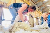 A young woman bending over and shearing a sheep
