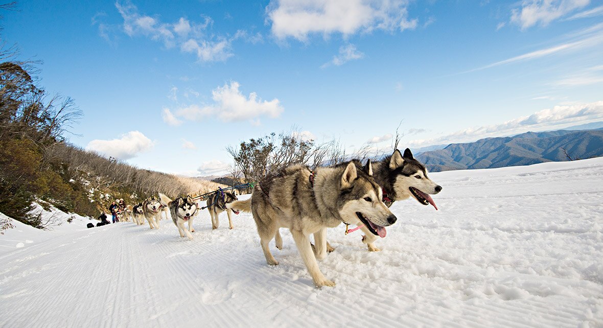 Are you ready to try Australia's weirdest holidays? ABC News