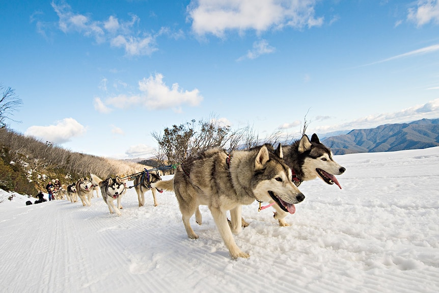 A sled-dog tour on Mount Buller in Victoria