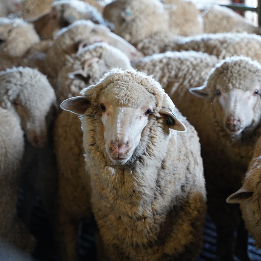 A pen full of merino sheep with one looking directly at the camera. 