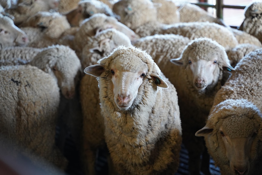 A pen full of merino sheep with one looking directly at the camera. 