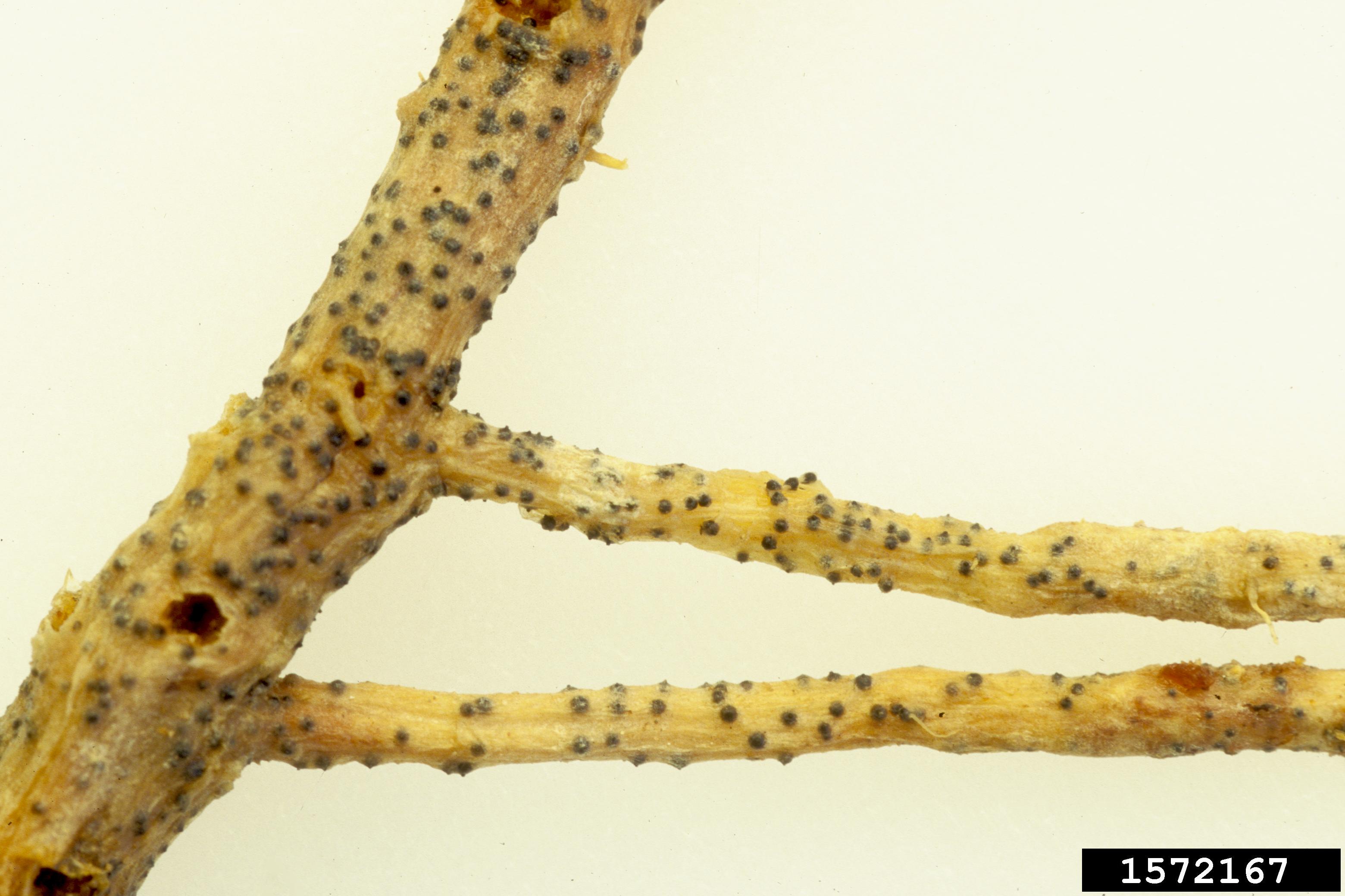 Australia records first detections of 'devastating' plant disease