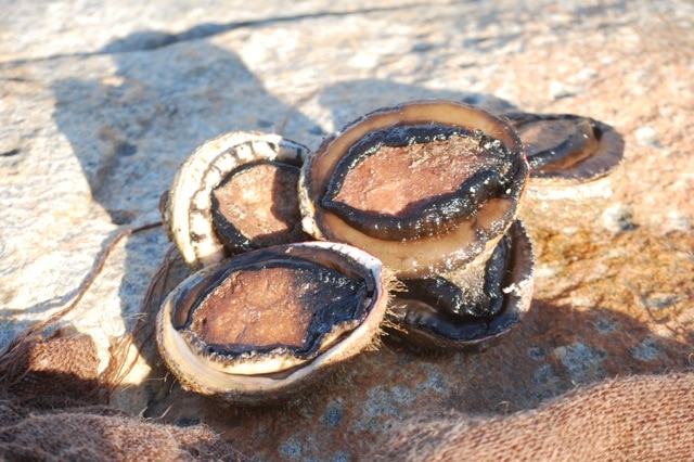 Abalone collected at a beach on the NSW south coast.