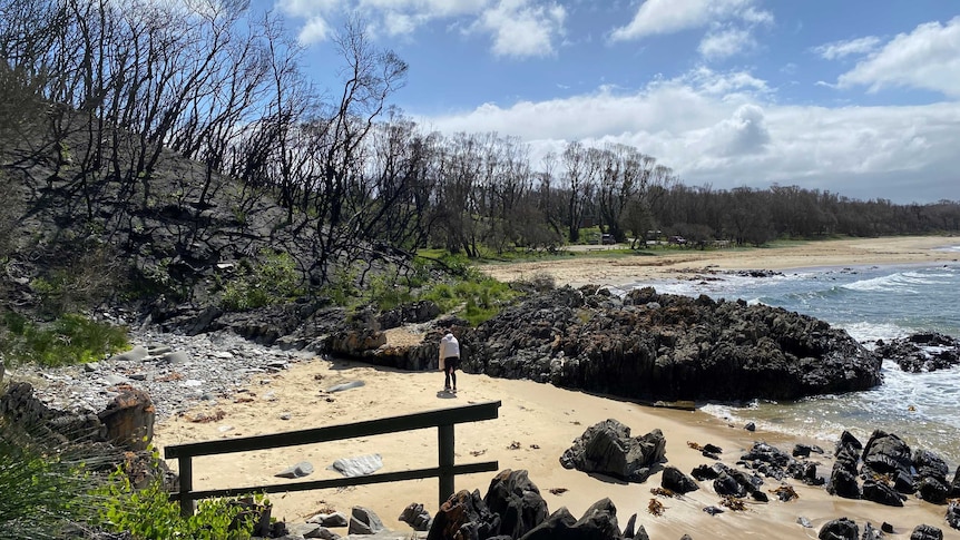 A beach surrounded by burnt trees