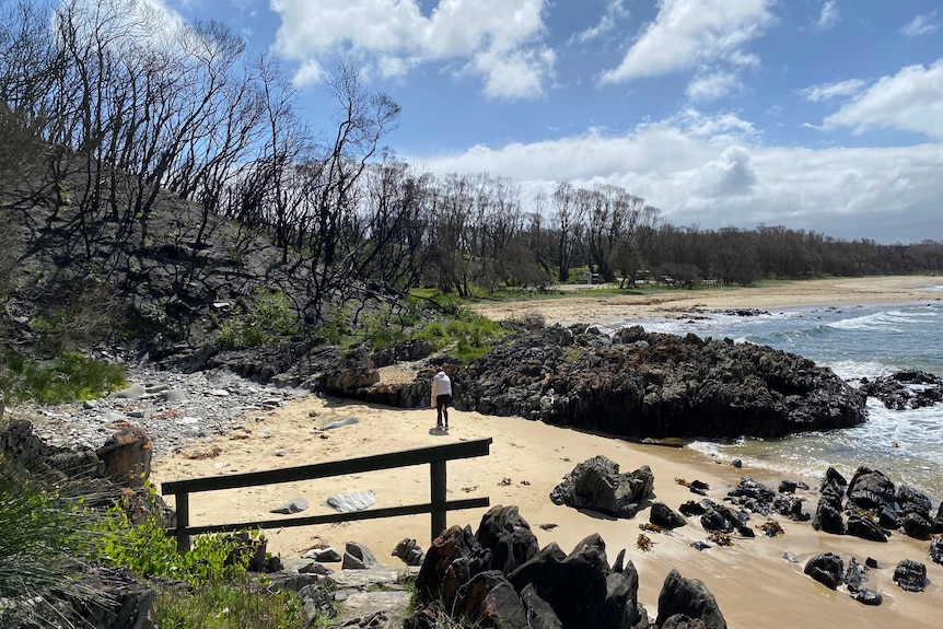 A beach surrounded by burnt trees