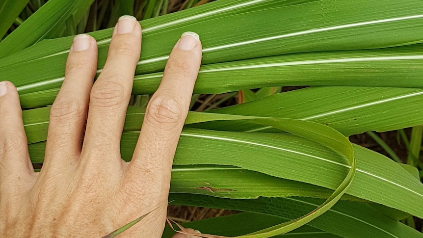 A human hand rests on some green wide-blade grass blades with a white stripe in the middle.