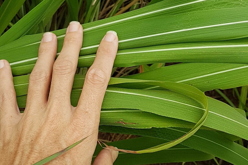 A human hand rests on some green wide-blade grass blades with a white stripe in the middle.