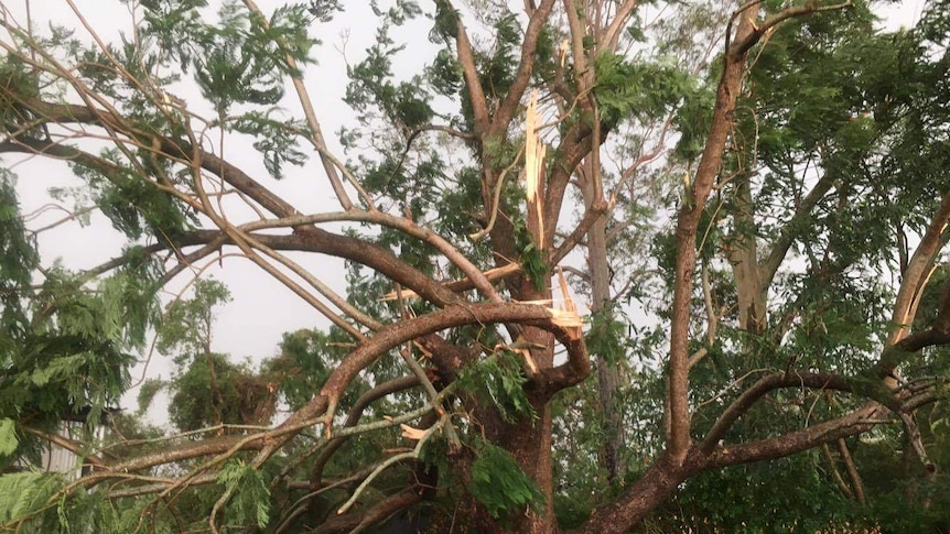 Trees snapped at Toogoolwah following a severe thunderstorm