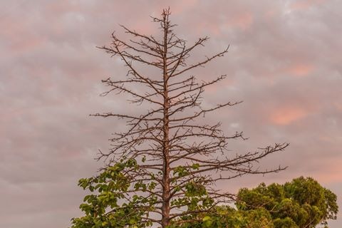 Tree with branches without leaves