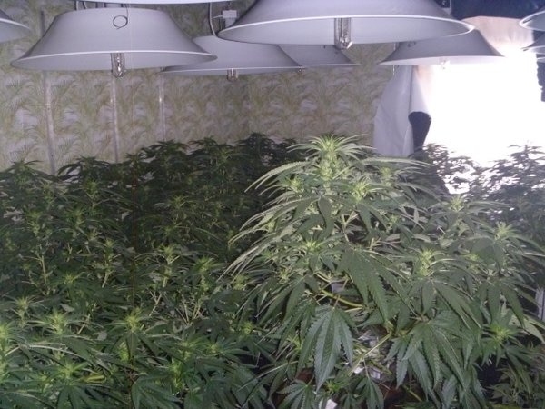 Cannabis plants growing indoors under lamps.