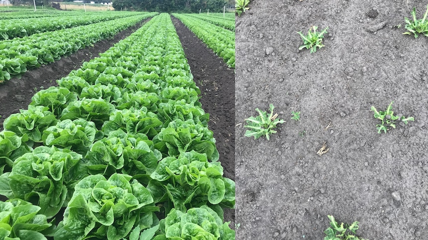 Damaged lettuce caused by wild wood ducks 