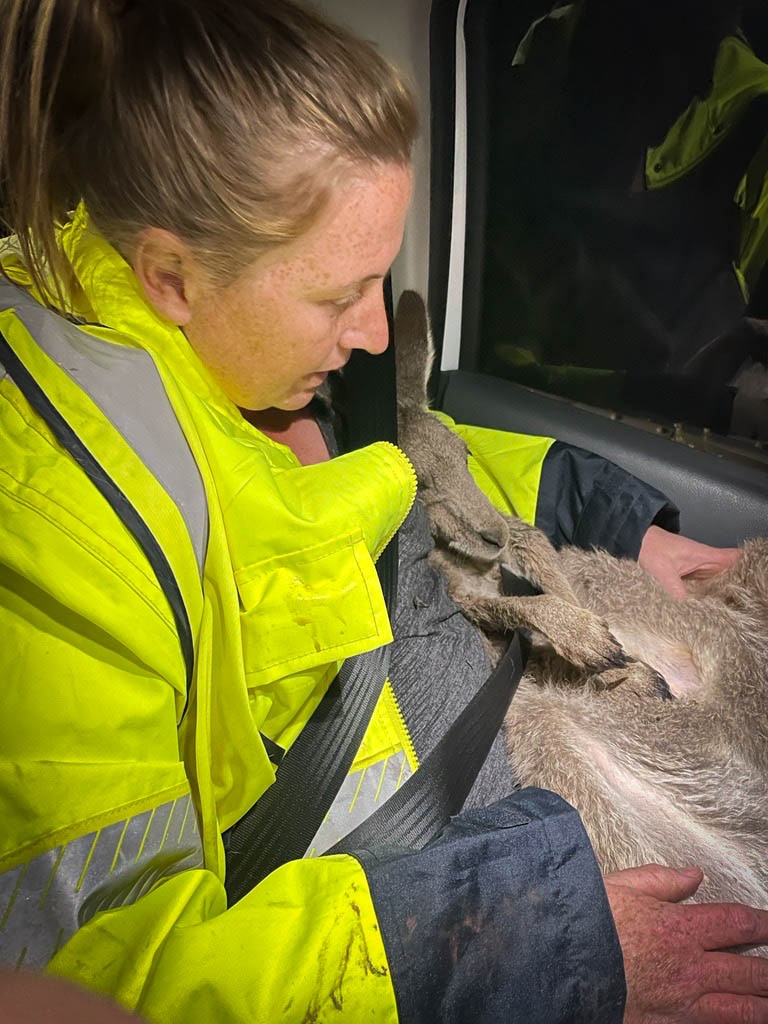 wildlife carer Tania Begg in a high visibility yellow jacket cradling a big kangaroo joey