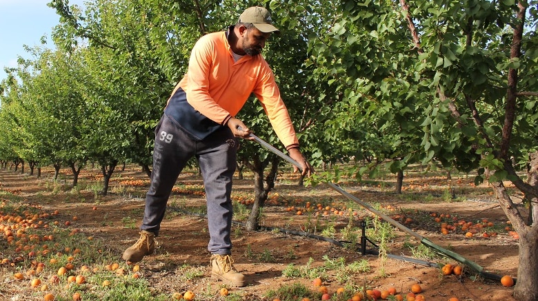 A man rakes apricots in in an orchard