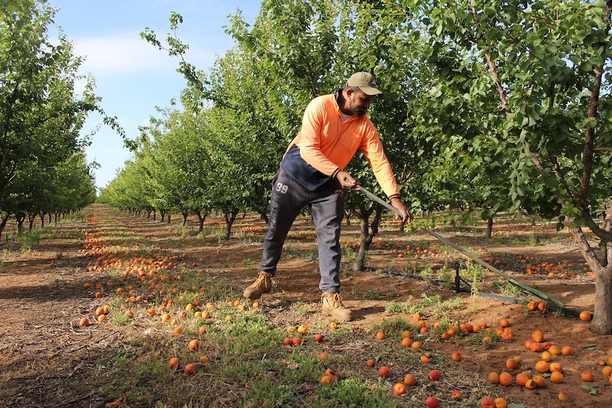 A man rakes apricots in in an orchard