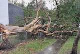 a large tree that has fallen into a wire fence, crushing it 