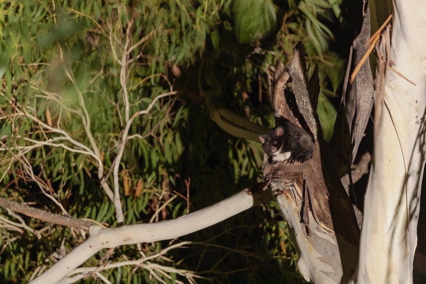 A greater glider sits in tree branches.