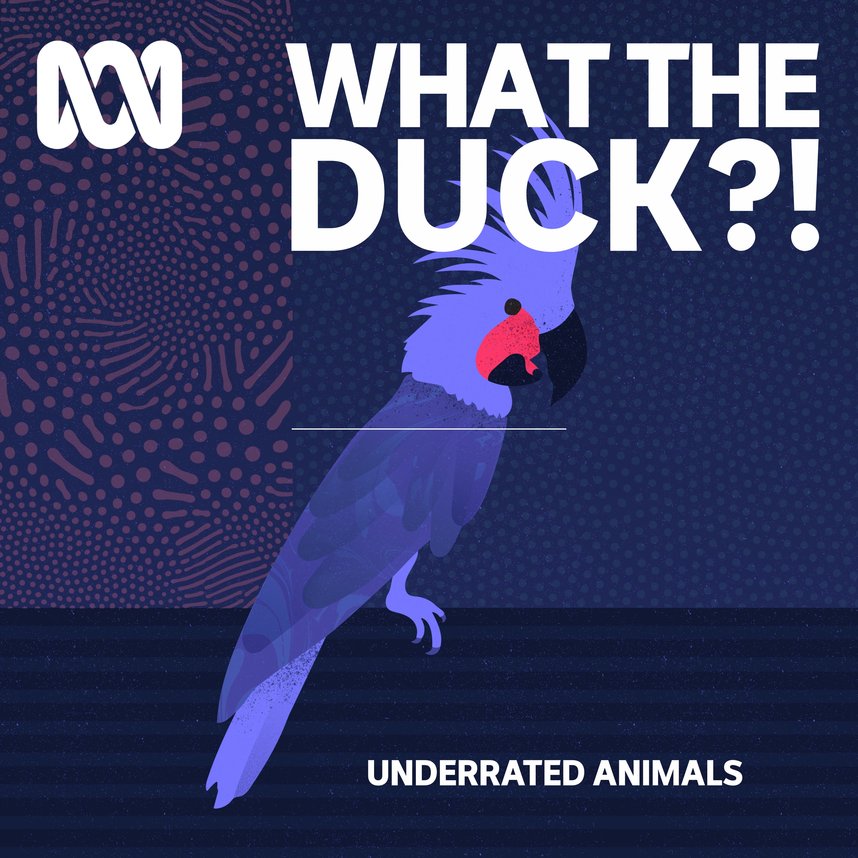 Underrated animals: Palm Cockatoo