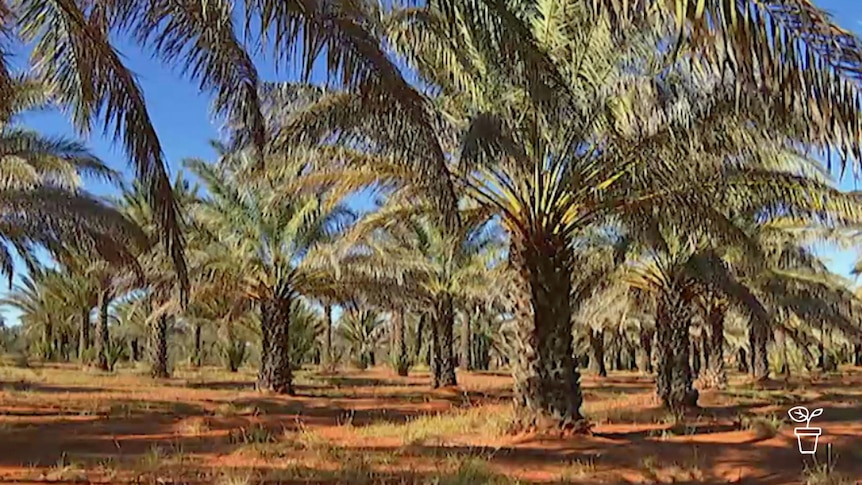 Rows of palms growing in red soil in arid landscape