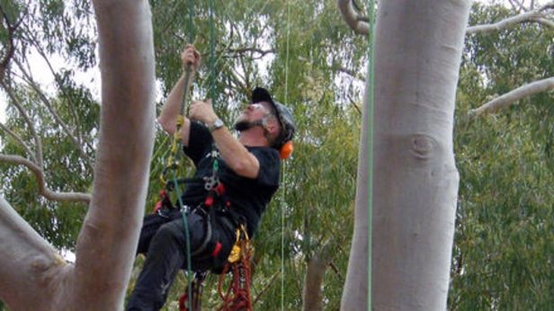 Arborists compete in tree climbing championships
