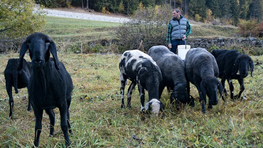 A group of black sheep stand in a field eating grass, a man with a bucket standing among them.