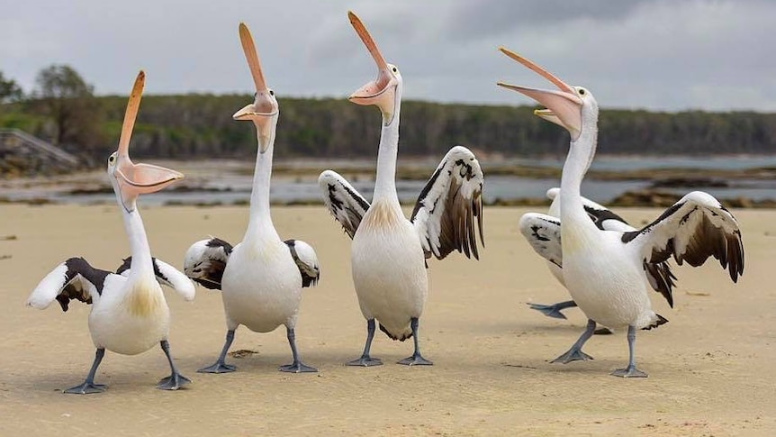 Four pelicans with their mouths open.