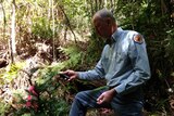 National Parks and Wildlife manager David Crust uses GPS to record the position of each Wollemi Pine.