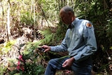 National Parks and Wildlife manager David Crust uses GPS to record the position of each Wollemi Pine.