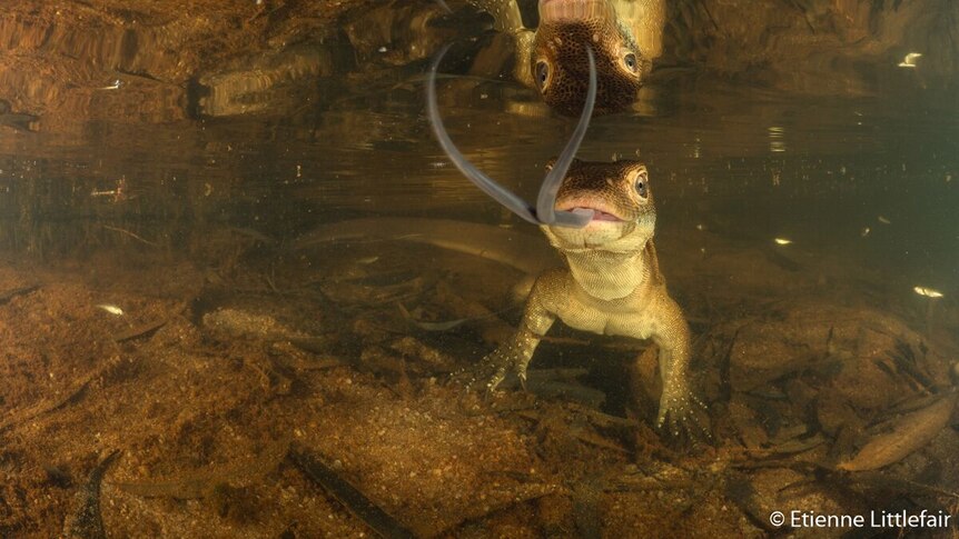 A lizard in Adelaide River in the Northern Territory.