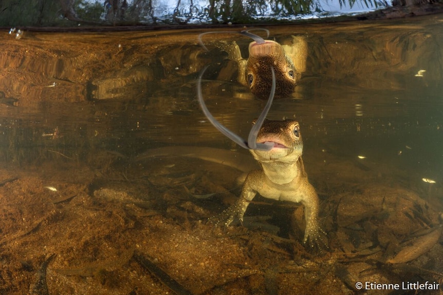 A lizard in Adelaide River in the Northern Territory.