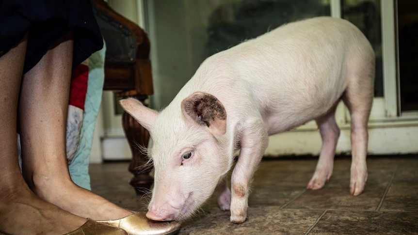 Piglet missing two front hooves sniffing a woman's feet