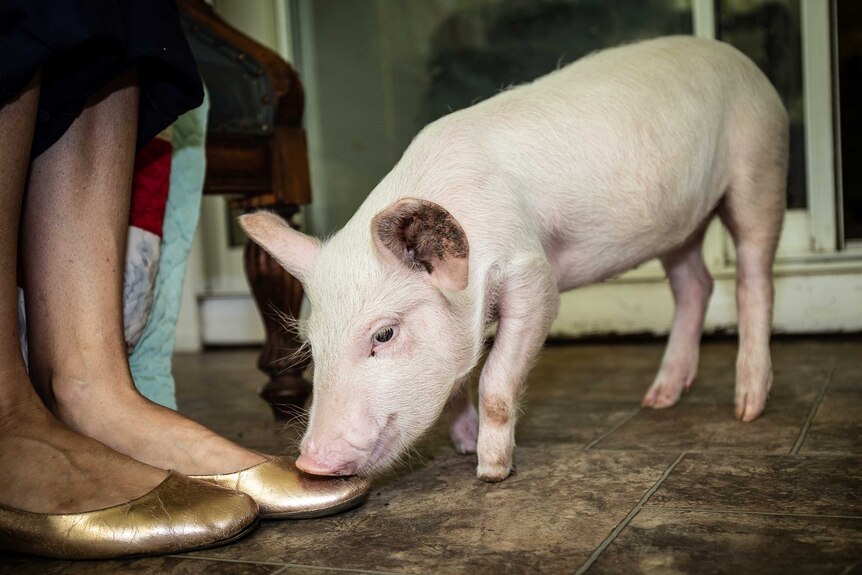 Piglet missing two front hooves sniffing a woman's feet