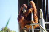 A close-up shot of an unidentified orangutan sitting on a metal tower in his enclosure at Perth Zoo.