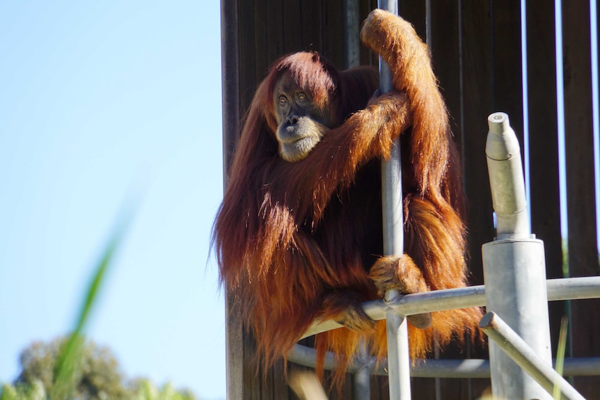 A close-up shot of an unidentified orangutan sitting on a metal tower in his enclosure at Perth Zoo.