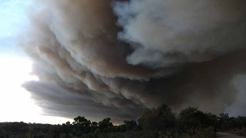 Smoke billows above forest