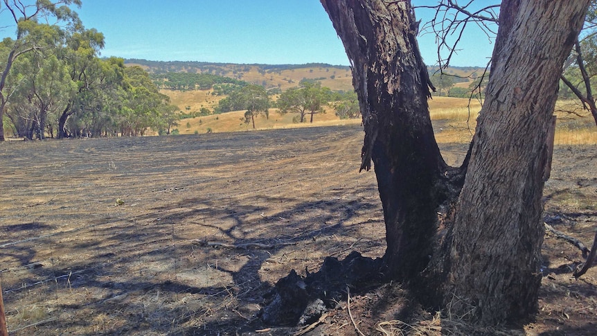 Police think the Blewitt Springs fire was deliberate