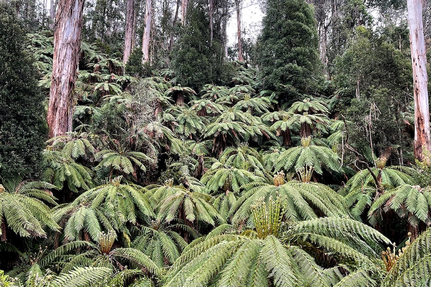 Tree ferns cover the side of a hill in the national park. They're broken only by the occasional tree trunk towering into the sky